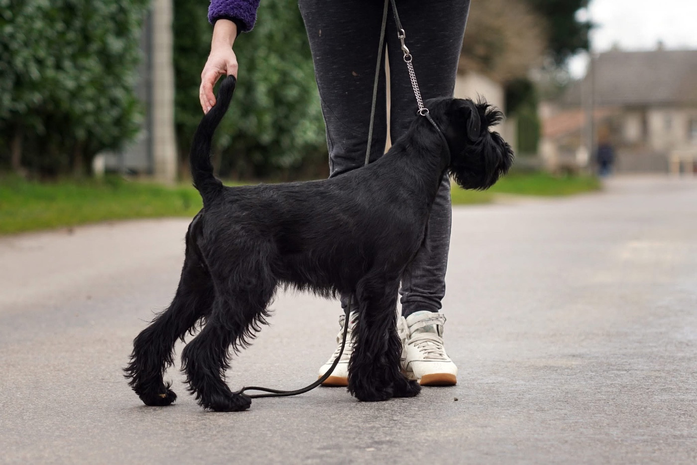 JEUNE CHIEN A PLACER