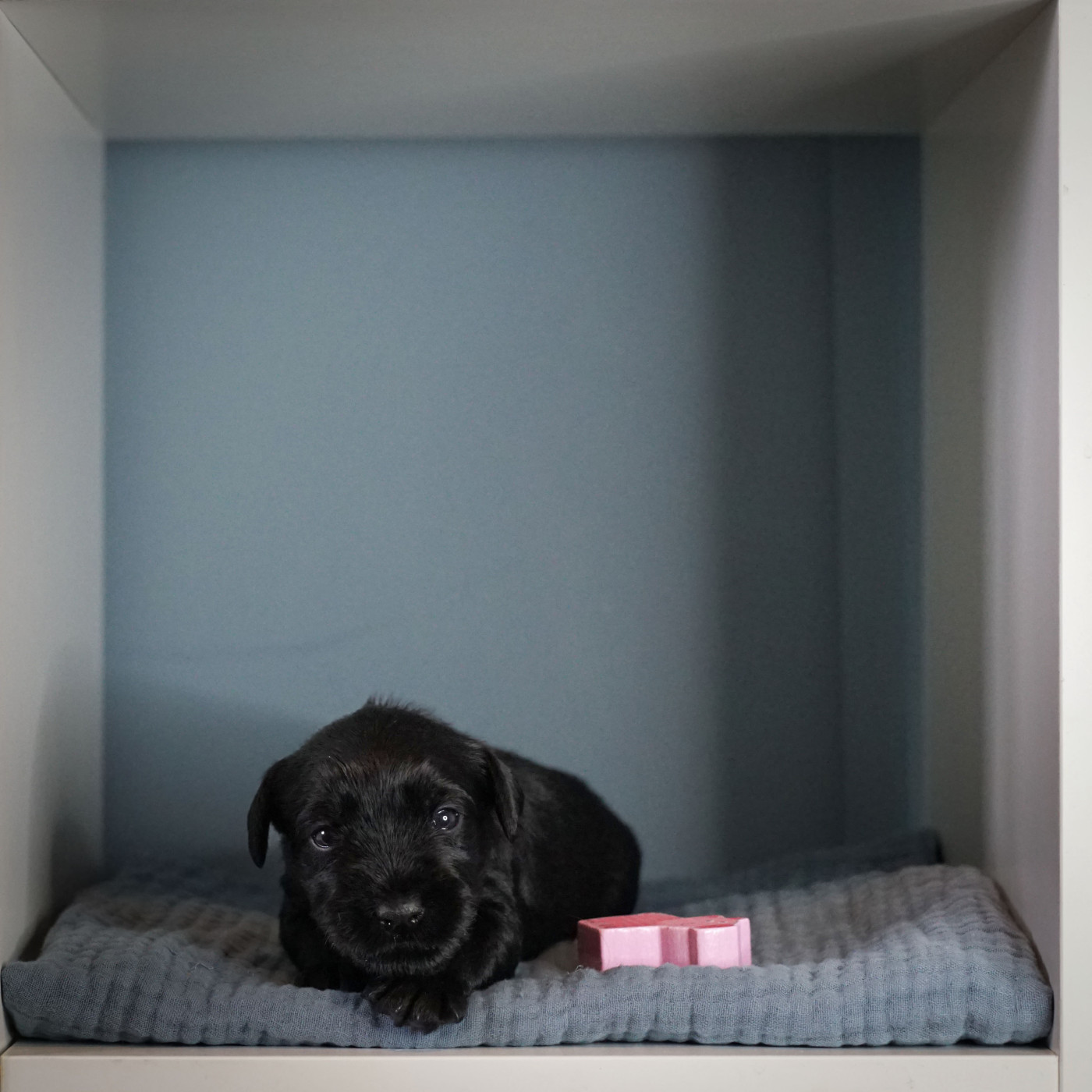 De Voxanoire - Chiots disponibles - Schnauzer