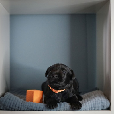 CHIOT 2